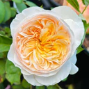 David Austin "Juliet" Rose (12 stems)