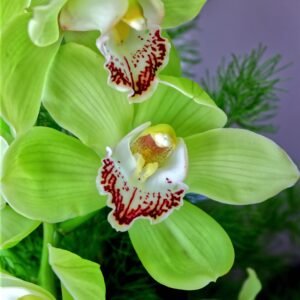 Cymbidium Orchid